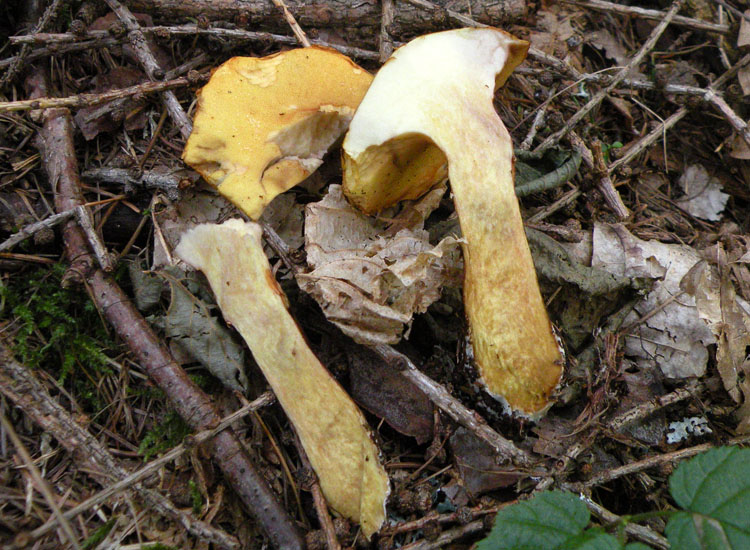 Suillus bresadolae ?